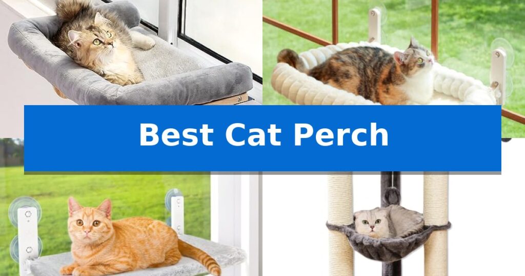 Best Cat Perch