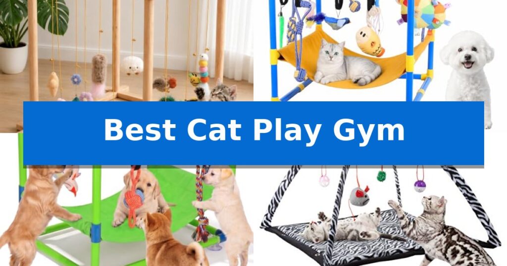 Best Cat Play Gym