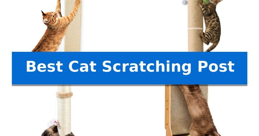 Best Cat Scratching Post