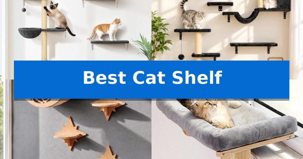 Best Cat Shelf