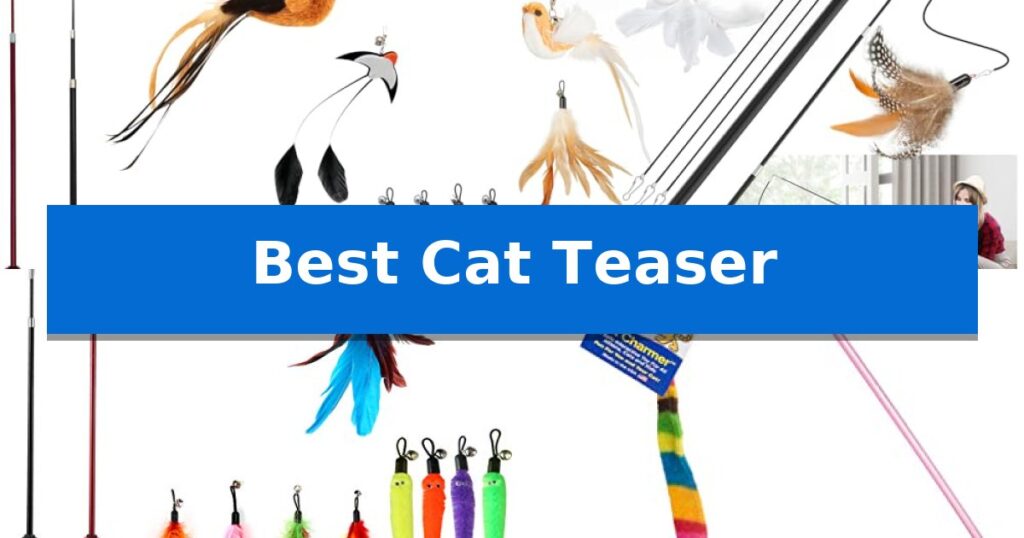 Best Cat Teaser