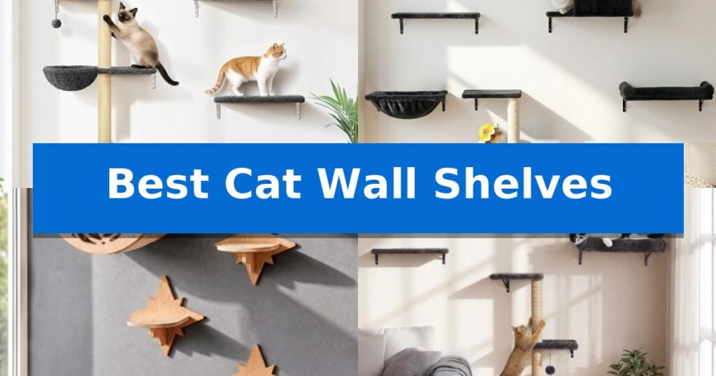 Best Cat Wall Shelves