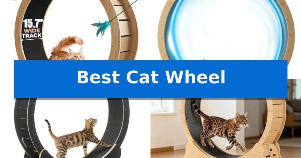 Best Cat Wheel
