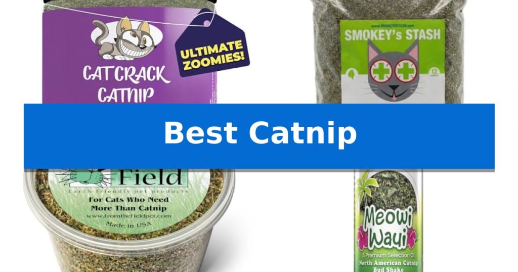 Best Catnip