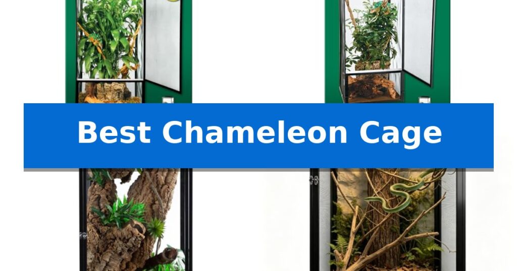 Best Chameleon Cage