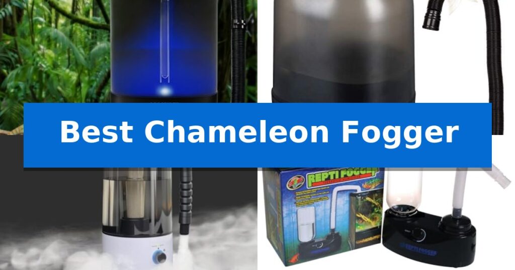 Best Chameleon Fogger