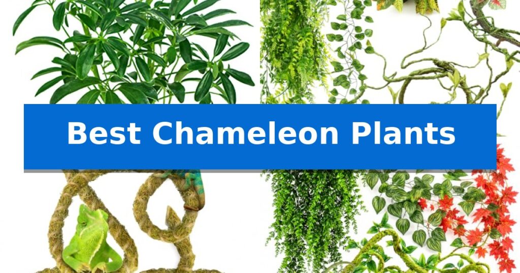 Best Chameleon Plants
