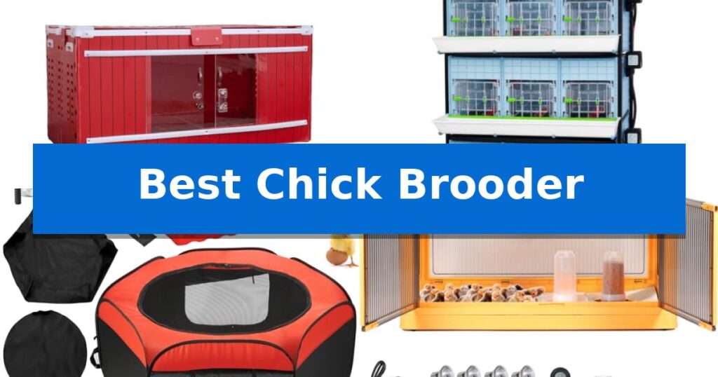 Best Chick Brooder