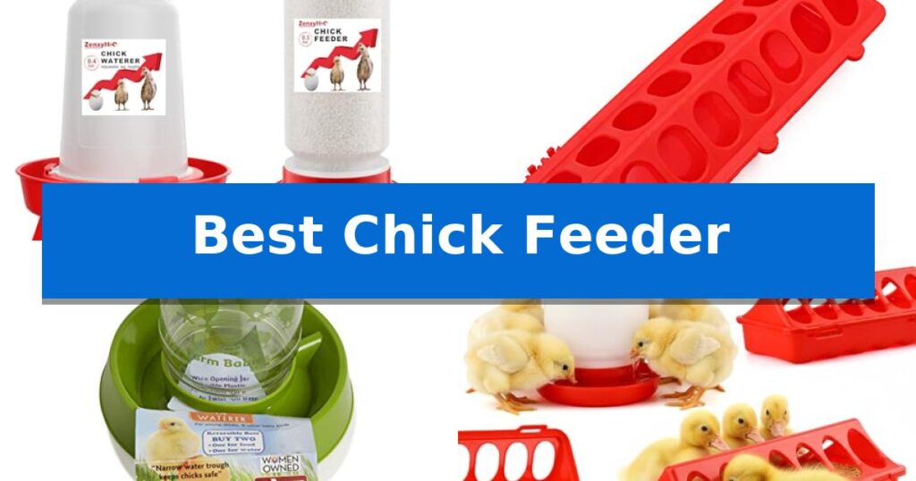 Best Chick Feeder