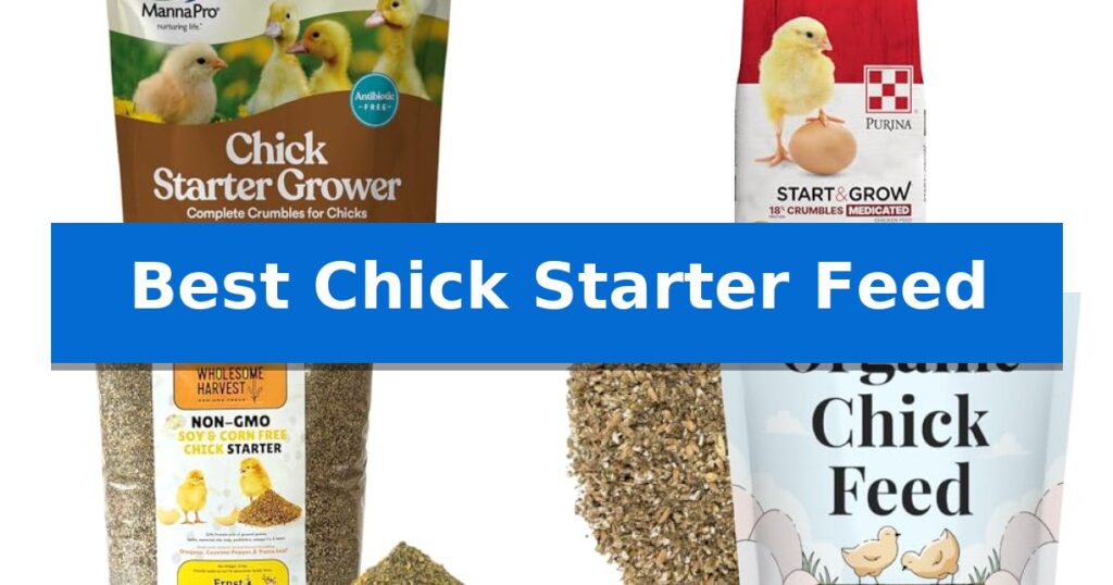 Best Chick Starter Feed