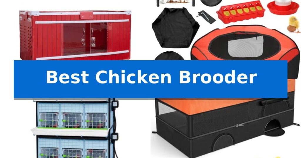 Best Chicken Brooder