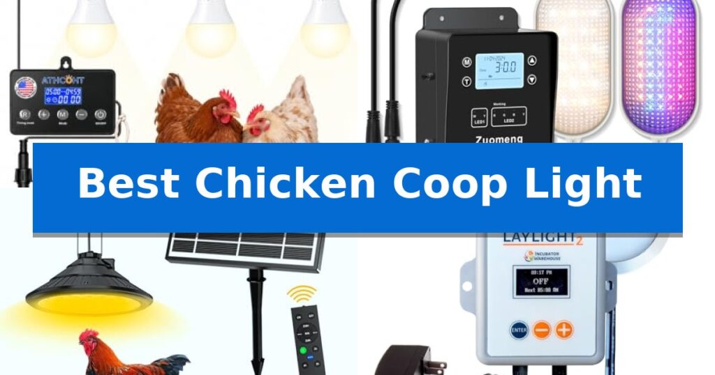 Best Chicken Coop Light