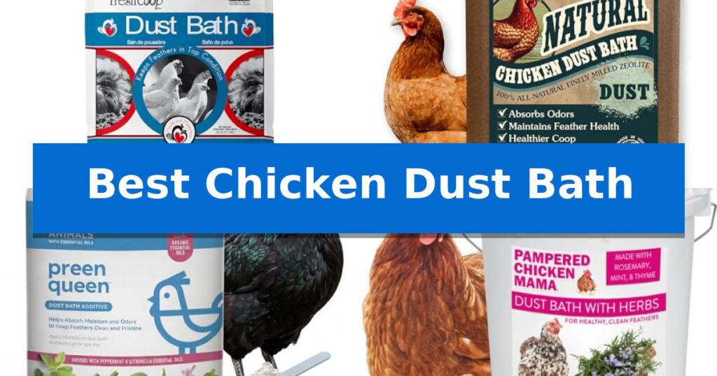 Best Chicken Dust Bath