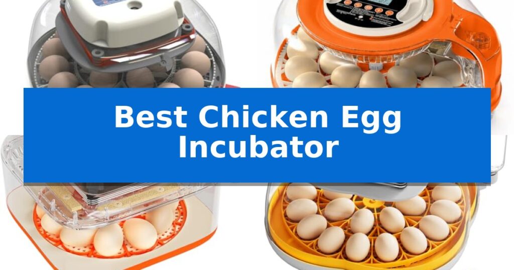 Best Chicken Egg Incubator