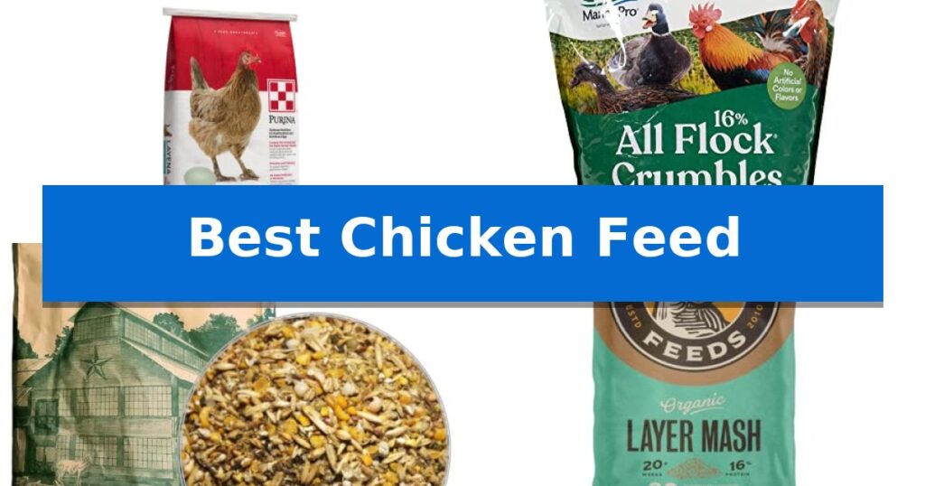 Best Chicken Feed