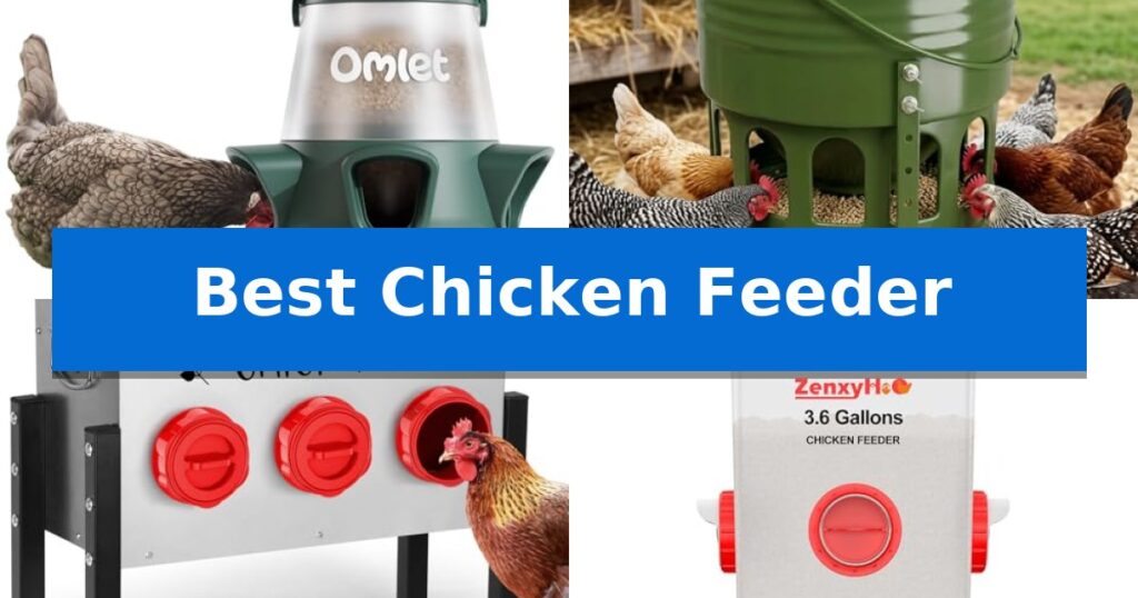 Best Chicken Feeder