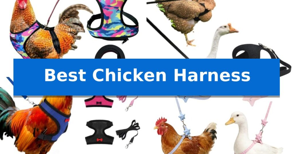 Best Chicken Harness