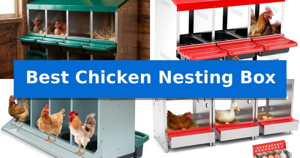 Best Chicken Nesting Box