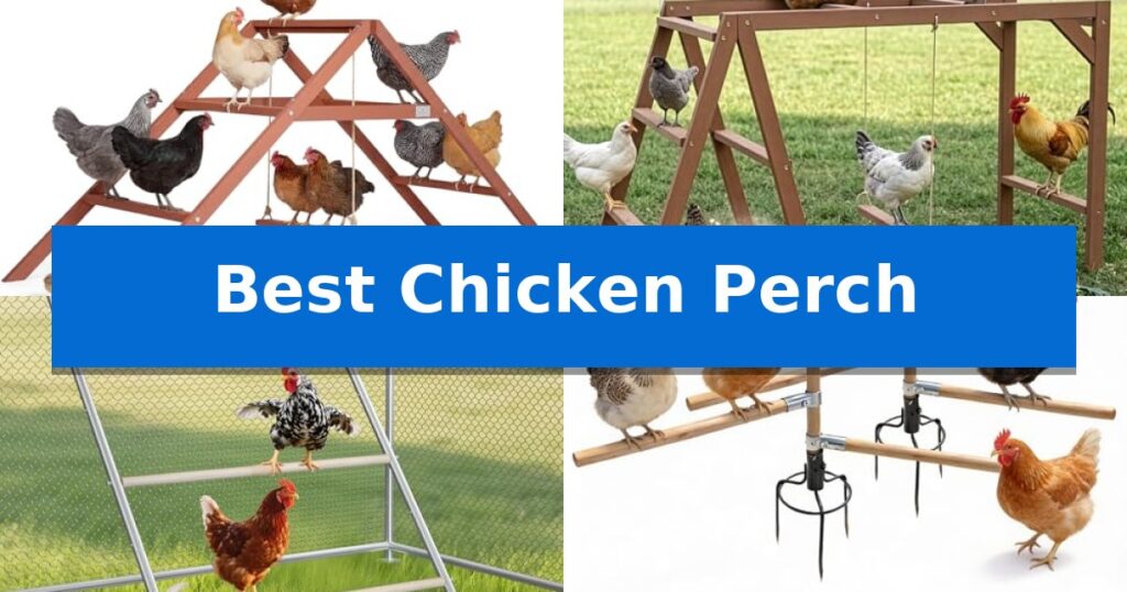Best Chicken Perch