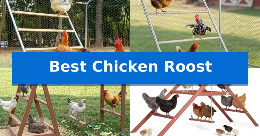 Best Chicken Roost