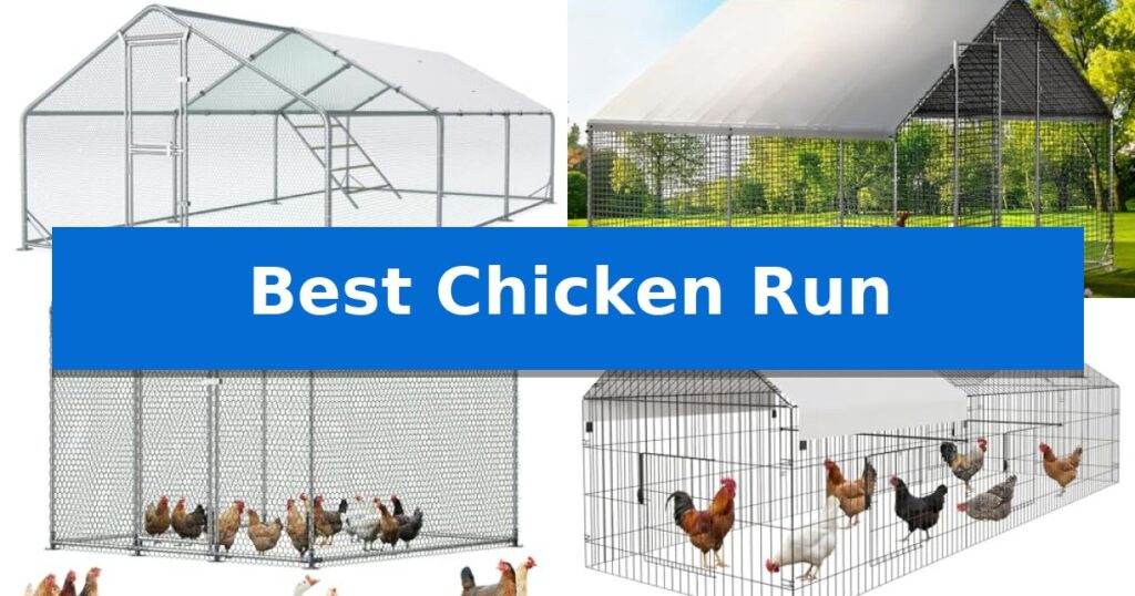 Best Chicken Run