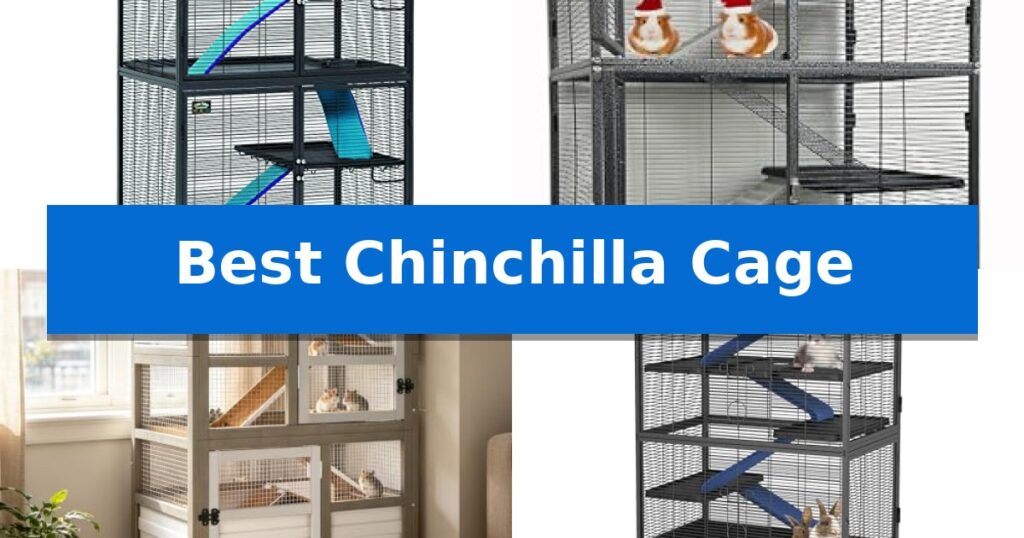 Best Chinchilla Cage