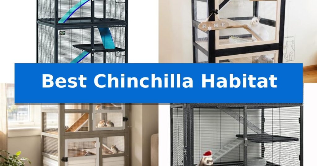Best Chinchilla Habitat