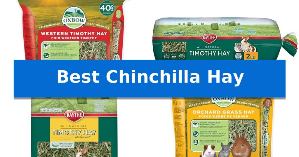 Best Chinchilla Hay
