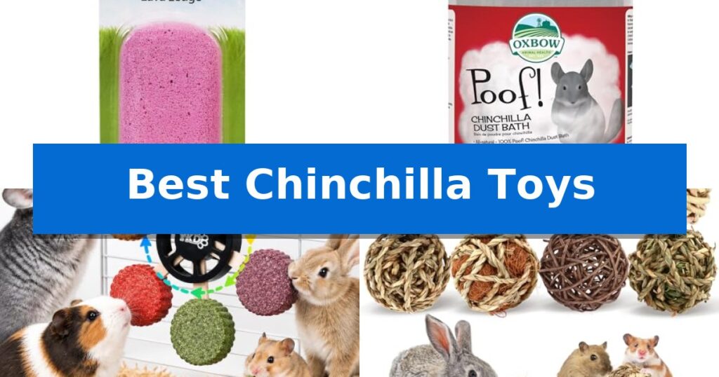 Best Chinchilla Toys