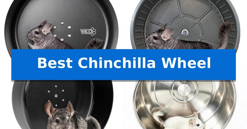 Best Chinchilla Wheel