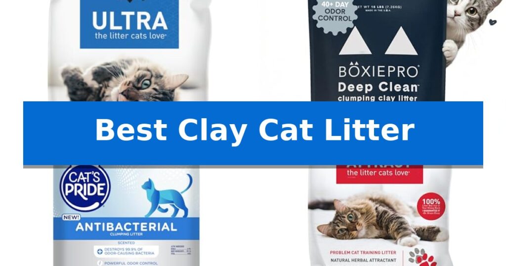 Best Clay Cat Litter