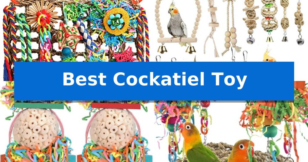 Best Cockatiel Toy