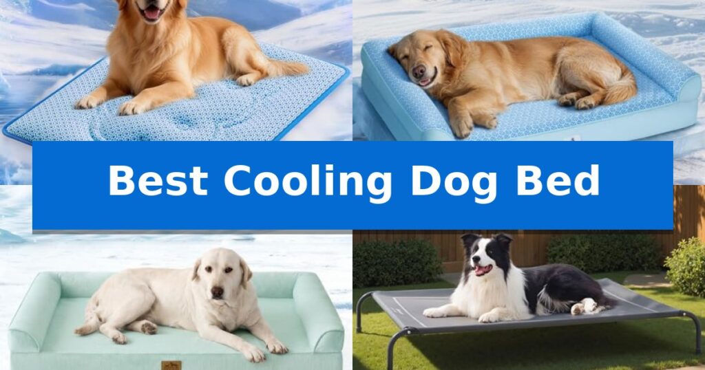 Best Cooling Dog Bed