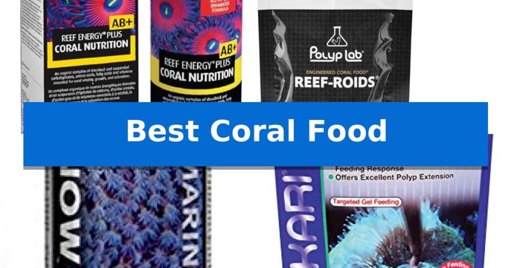 Best Coral Food