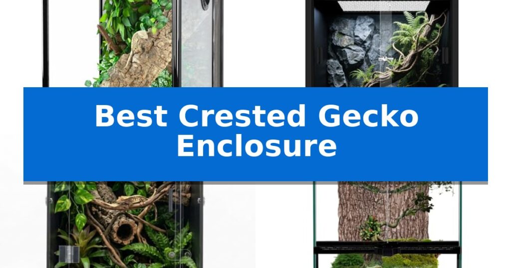 Best Crested Gecko Enclosure