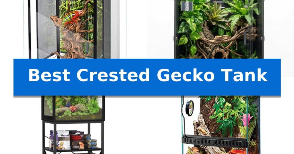 Best Crested Gecko Tank