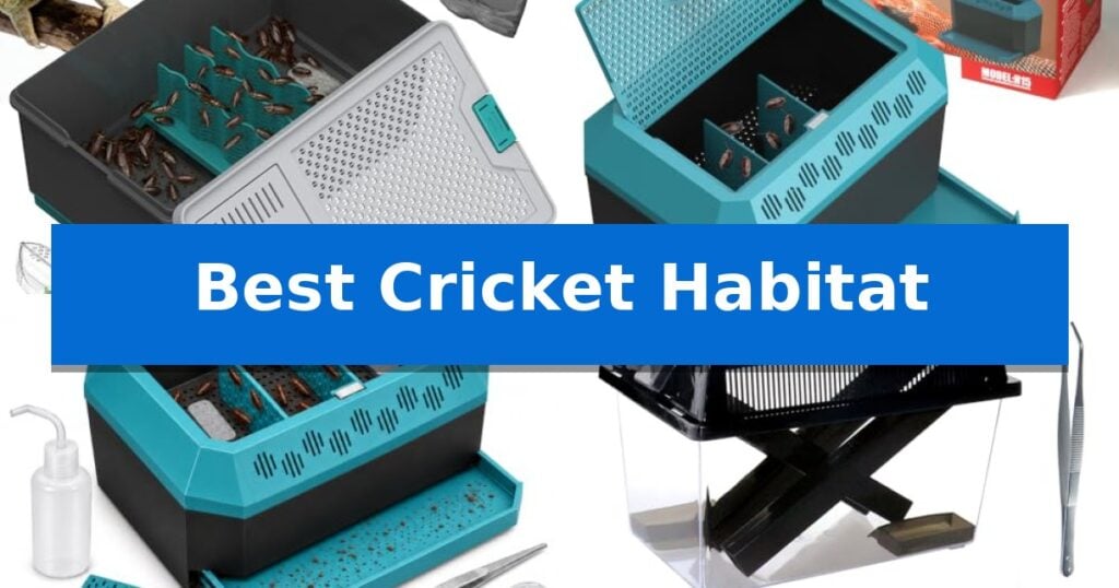 Best Cricket Habitat
