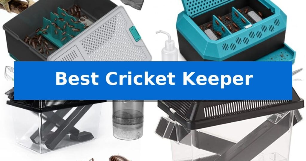 Best Cricket Keeper
