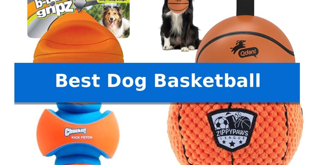 Best Dog Basketball