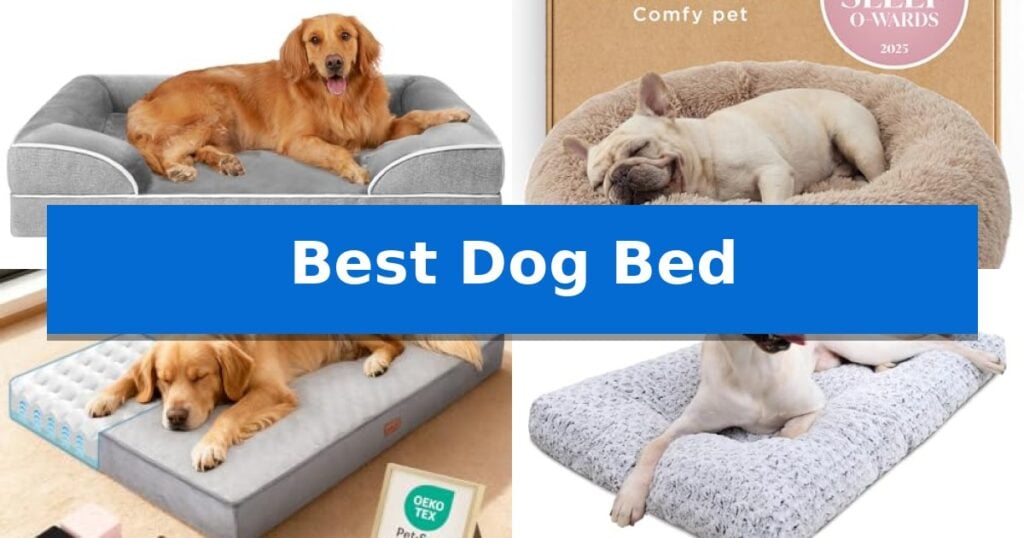 Best Dog Bed