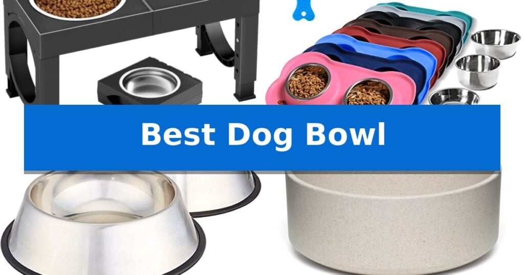 Best Dog Bowl
