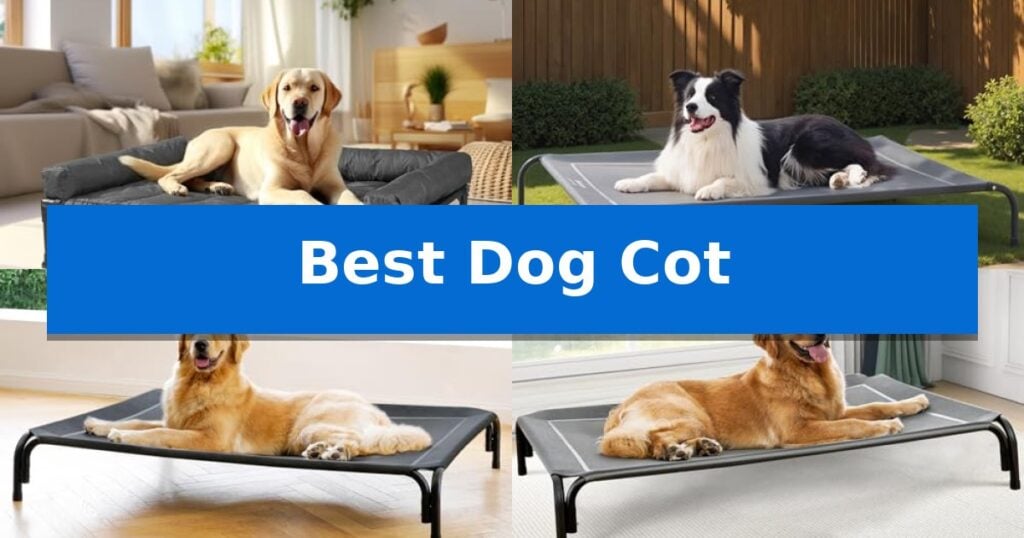 Best Dog Cot