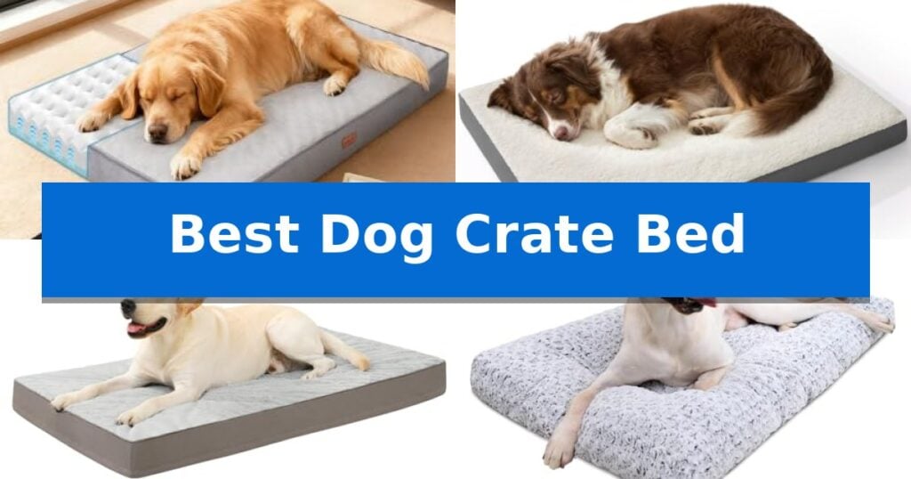 Best Dog Crate Bed