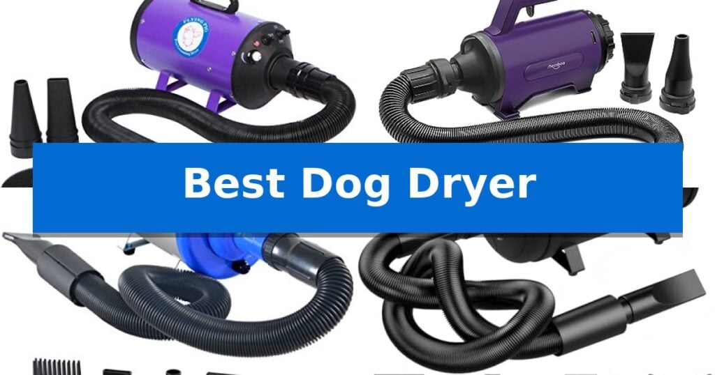 Best Dog Dryer