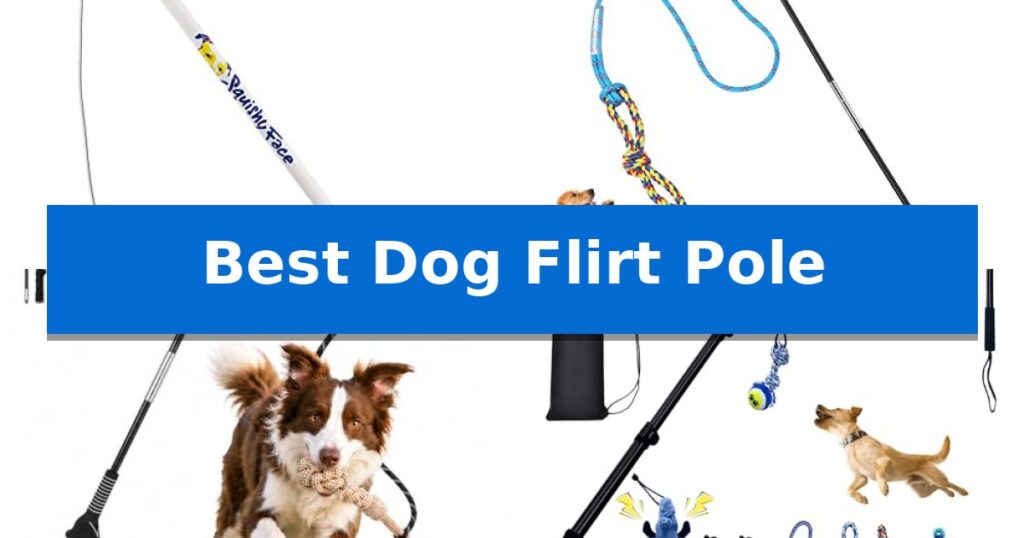 Best Dog Flirt Pole