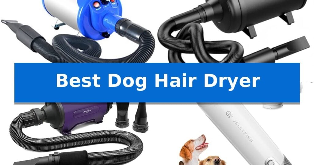 Best Dog Hair Dryer