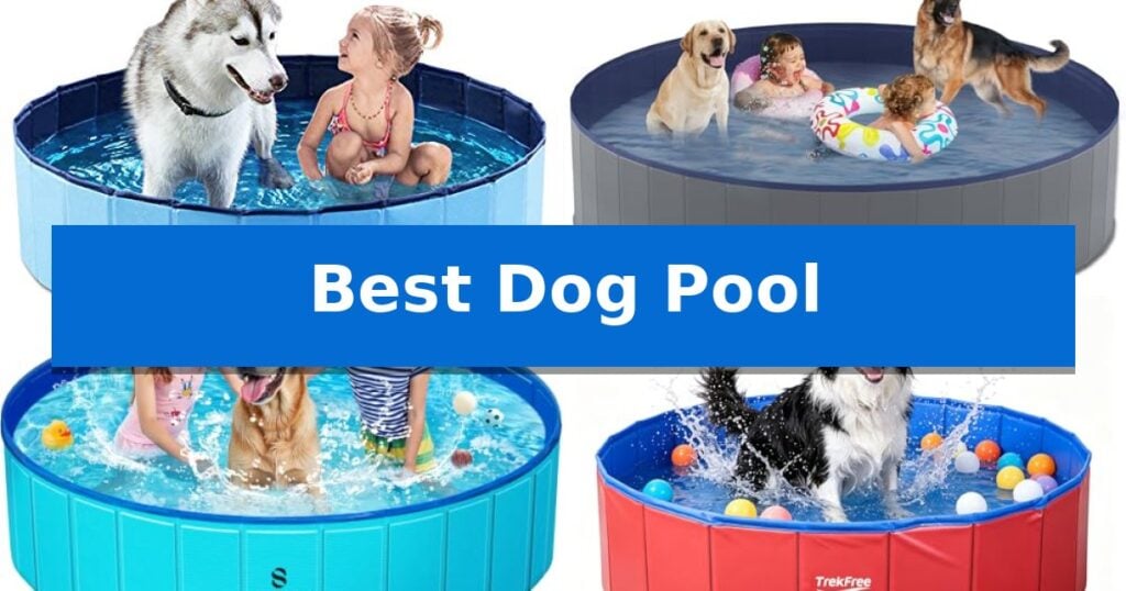 Best Dog Pool