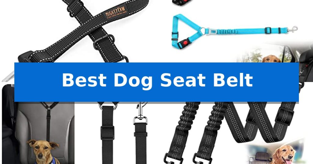 Best Dog Seat Belt