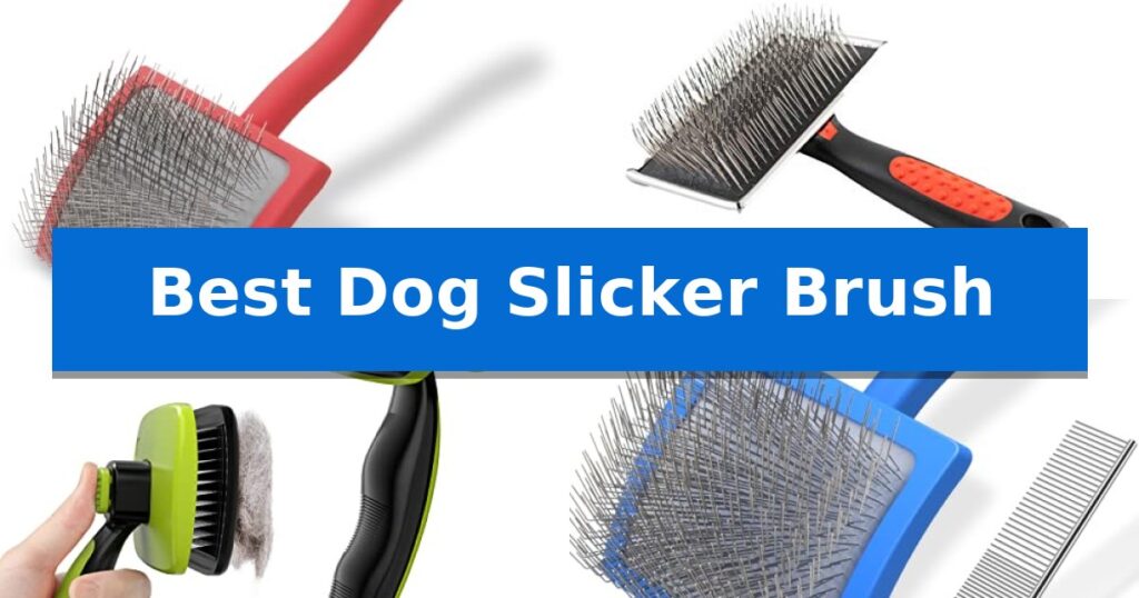 Best Dog Slicker Brush