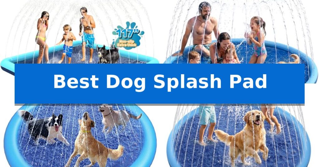 Best Dog Splash Pad